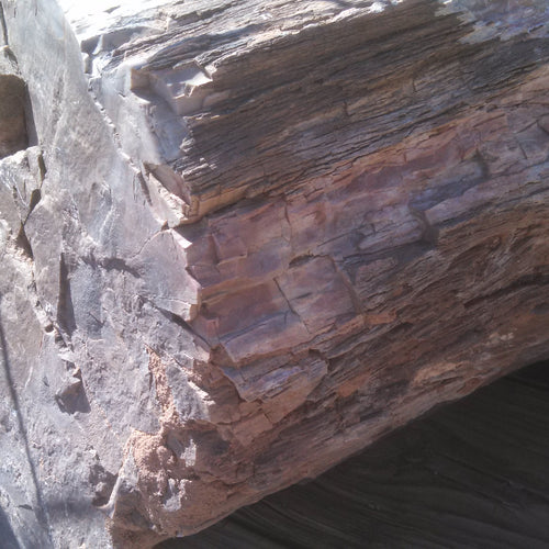 Petrified Wood: Dark
