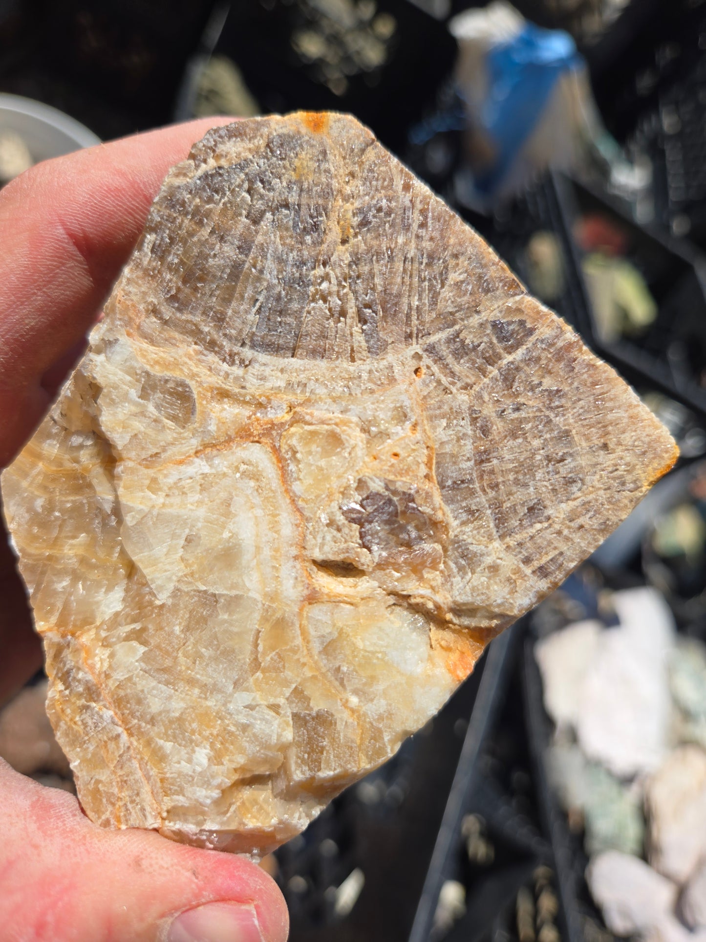 Root Beer Onyx w/ Aragonite
