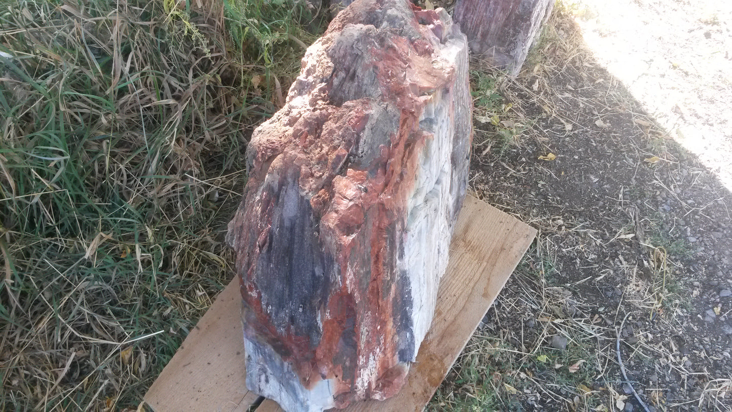 Petrified Wood: Colorful/Rainbow/Red