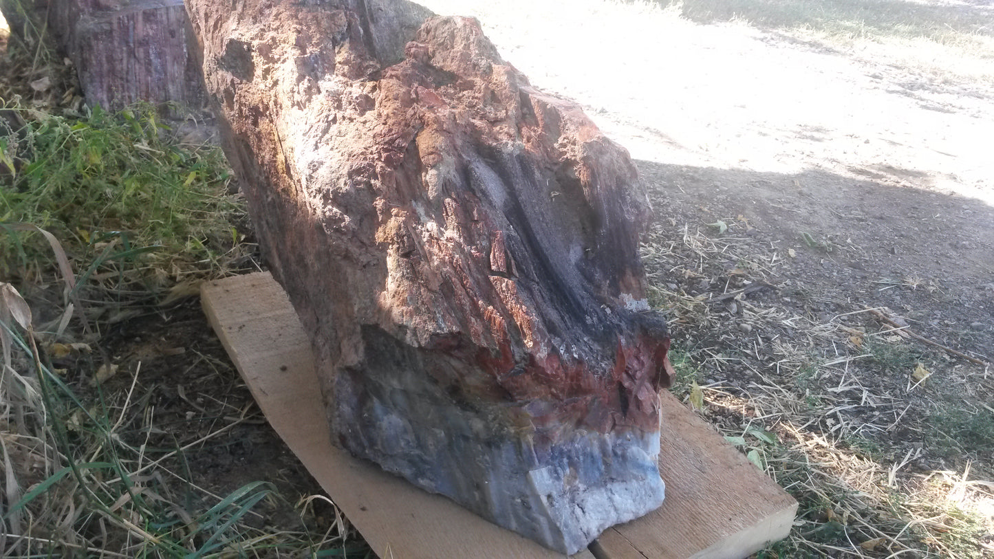 Petrified Wood: Colorful/Rainbow/Red