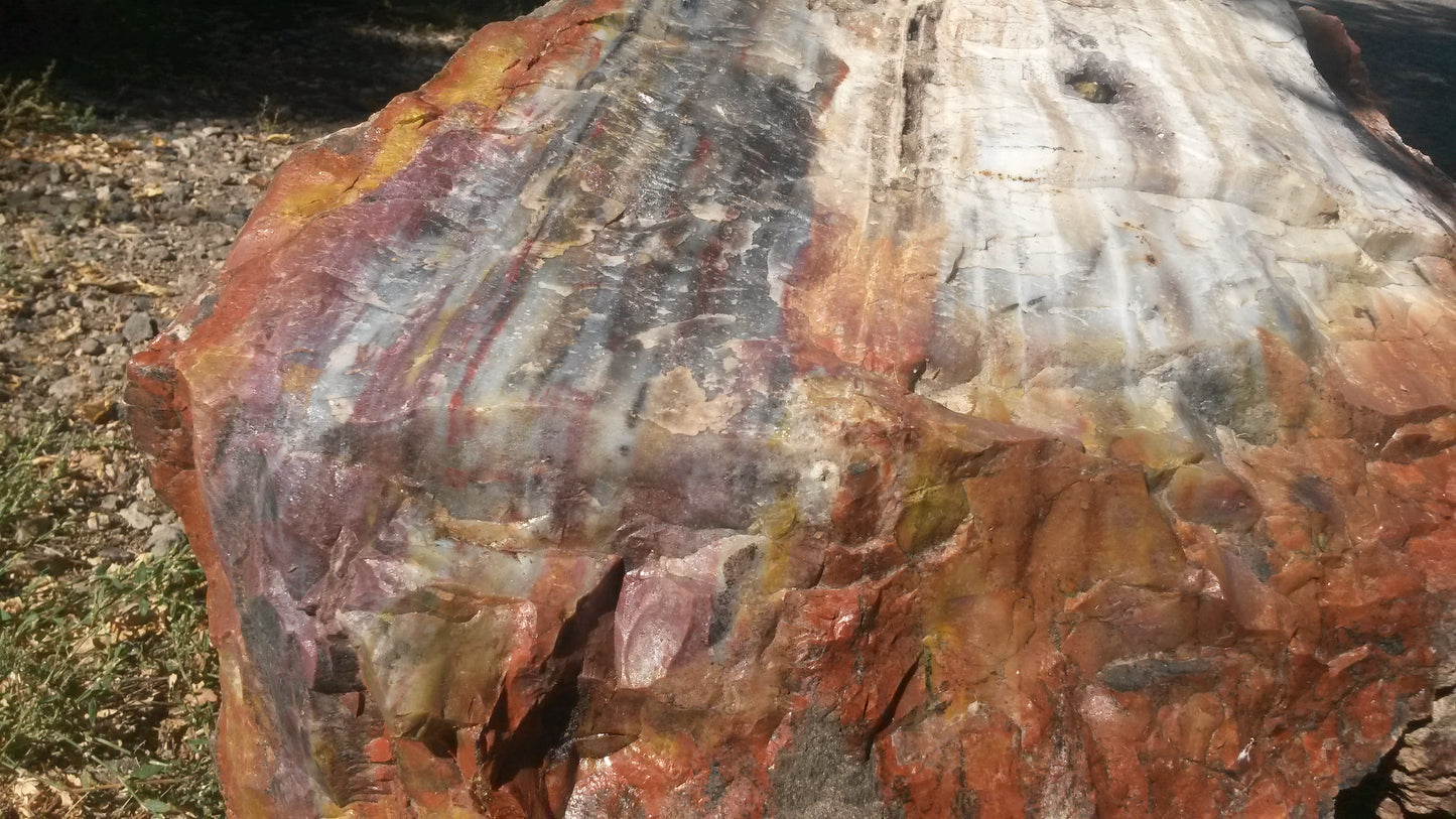 Petrified Wood: Colorful/Rainbow/Red