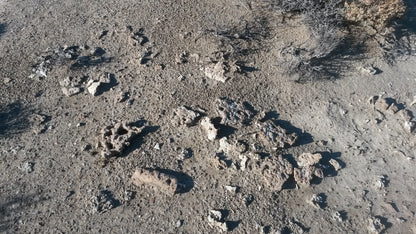 Geyserite