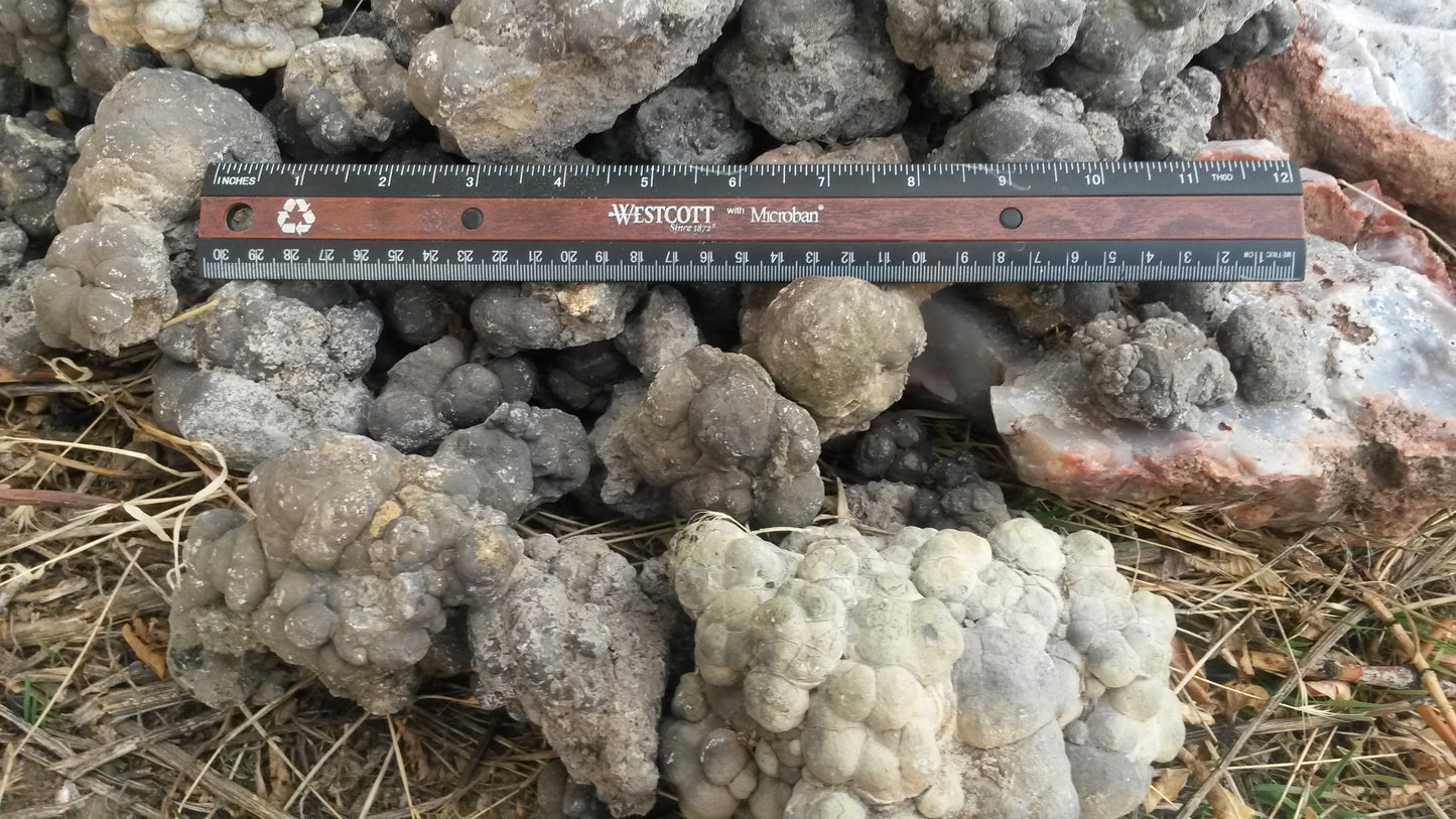 Barite Nodules, Barite after Coprolite: Rare Earth Nodules