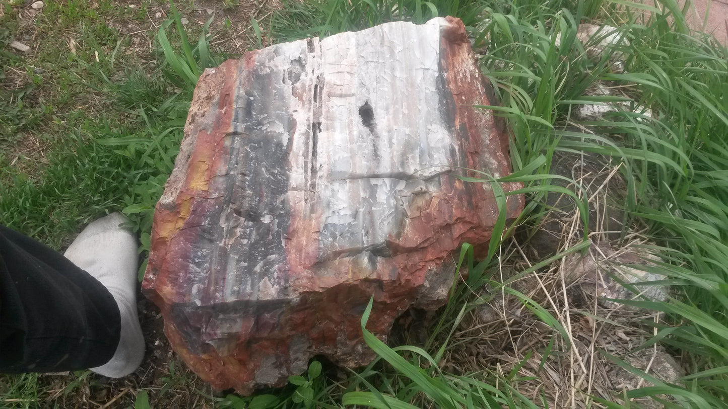 Petrified Wood: Colorful/Rainbow/Red
