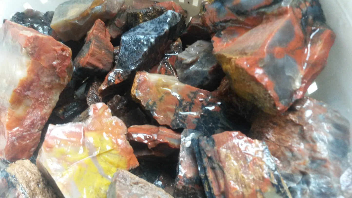 Petrified Wood: Colorful/Rainbow/Red