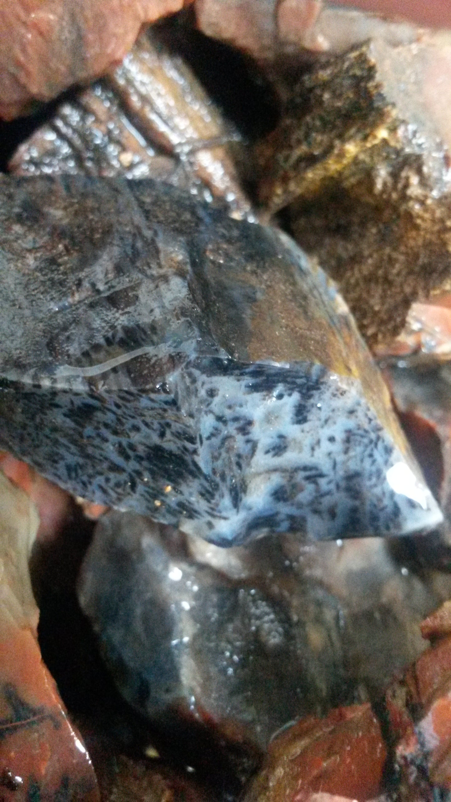 Petrified Wood: Colorful/Rainbow/Red