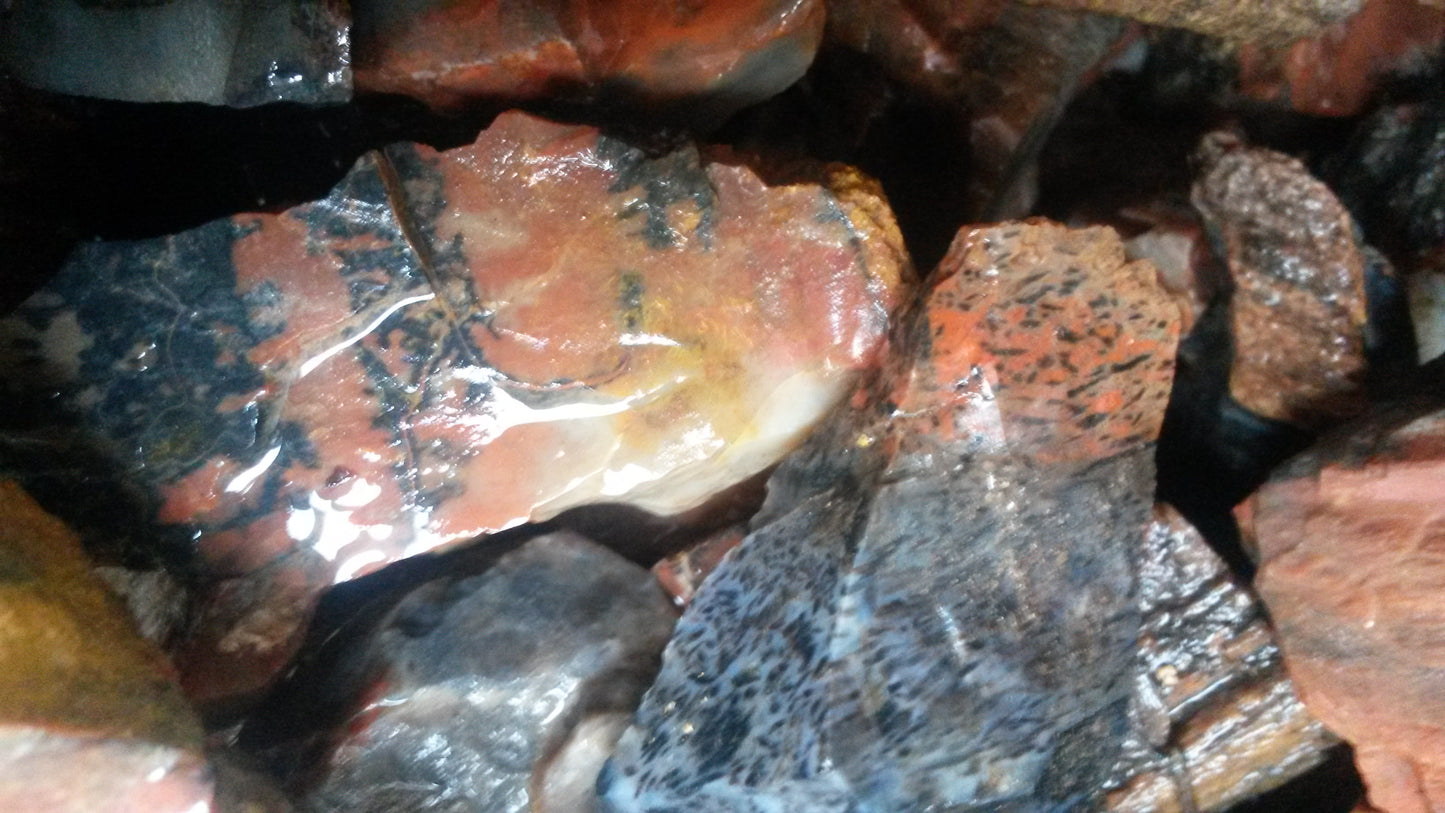 Petrified Wood: Colorful/Rainbow/Red