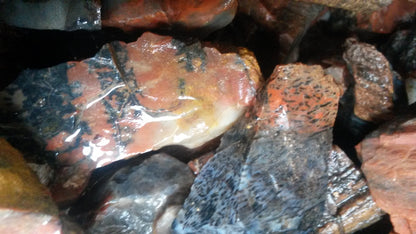 Petrified Wood: Colorful/Rainbow/Red