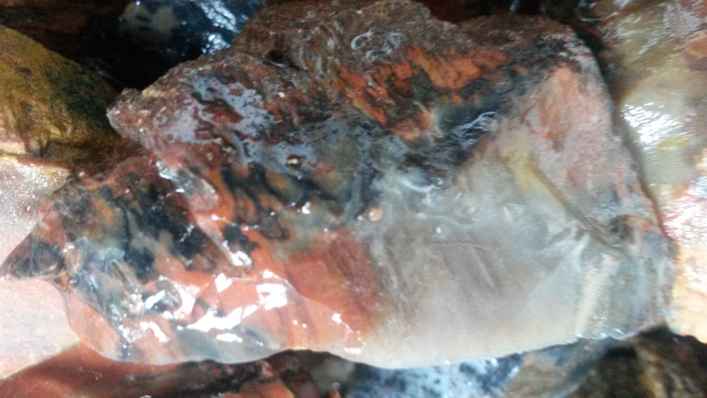 Petrified Wood: Colorful/Rainbow/Red