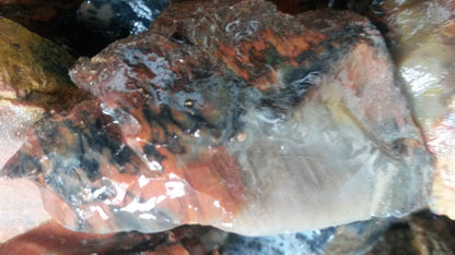 Petrified Wood: Colorful/Rainbow/Red