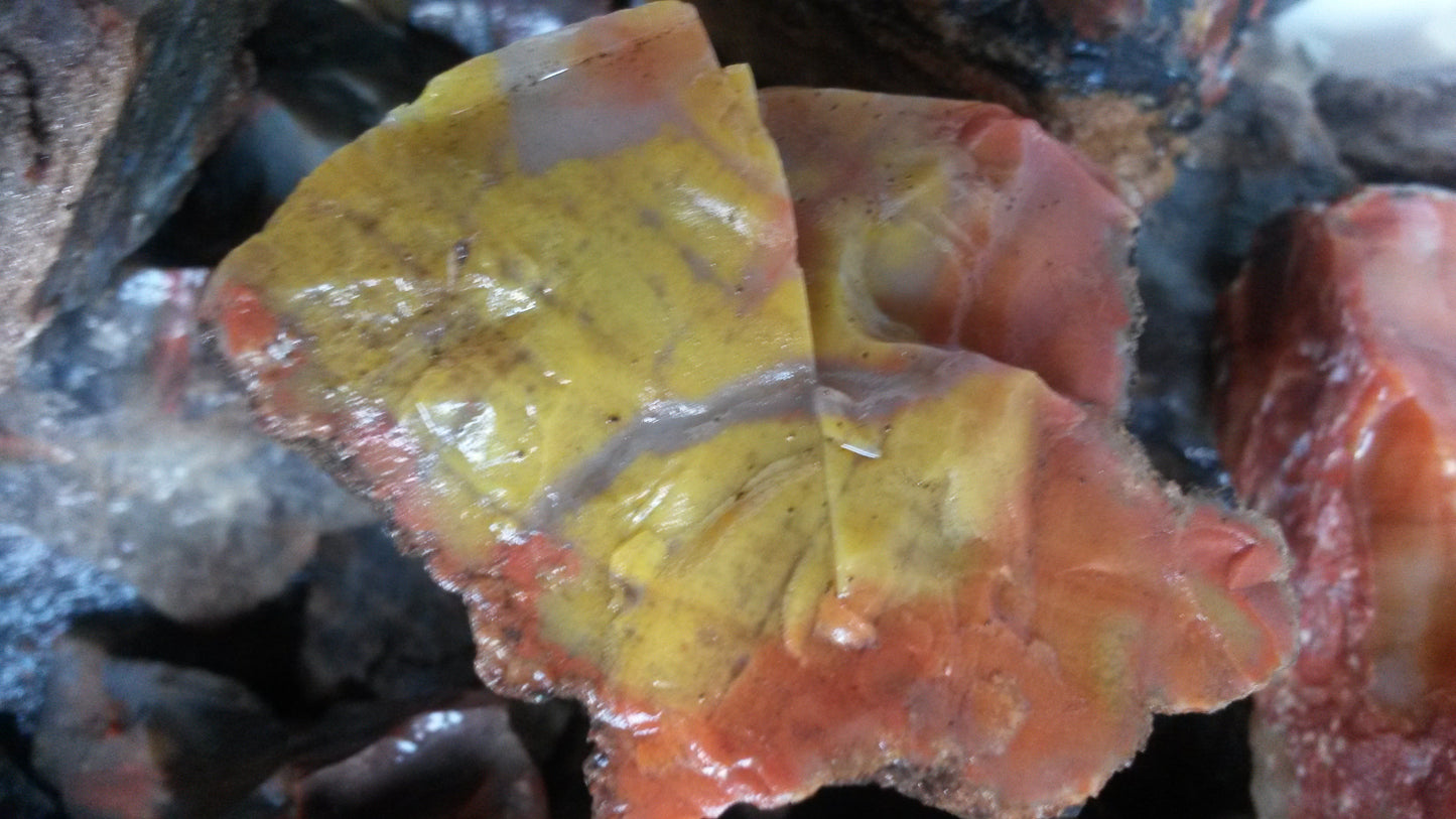 Petrified Wood: Colorful/Rainbow/Red