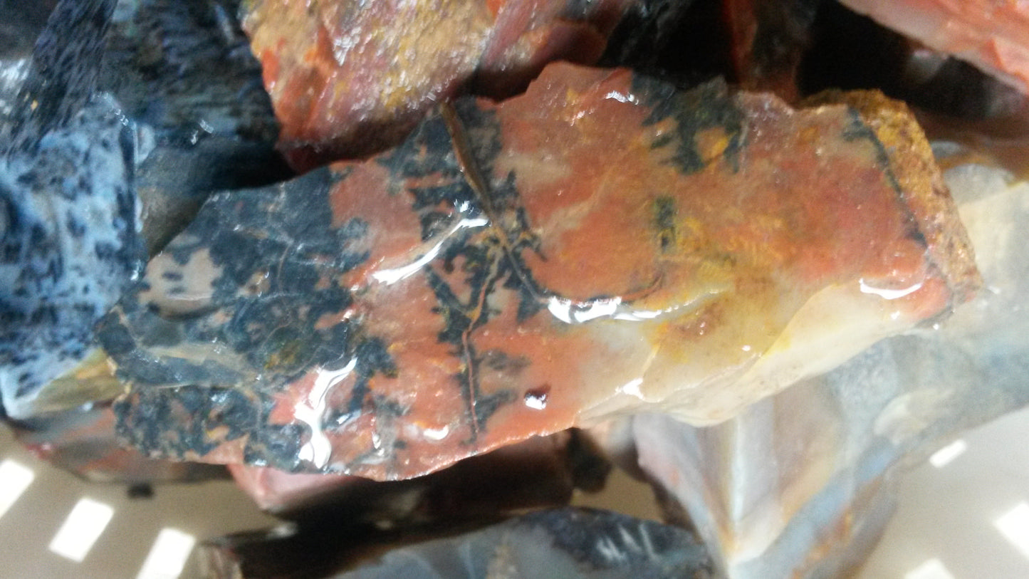 Petrified Wood: Colorful/Rainbow/Red