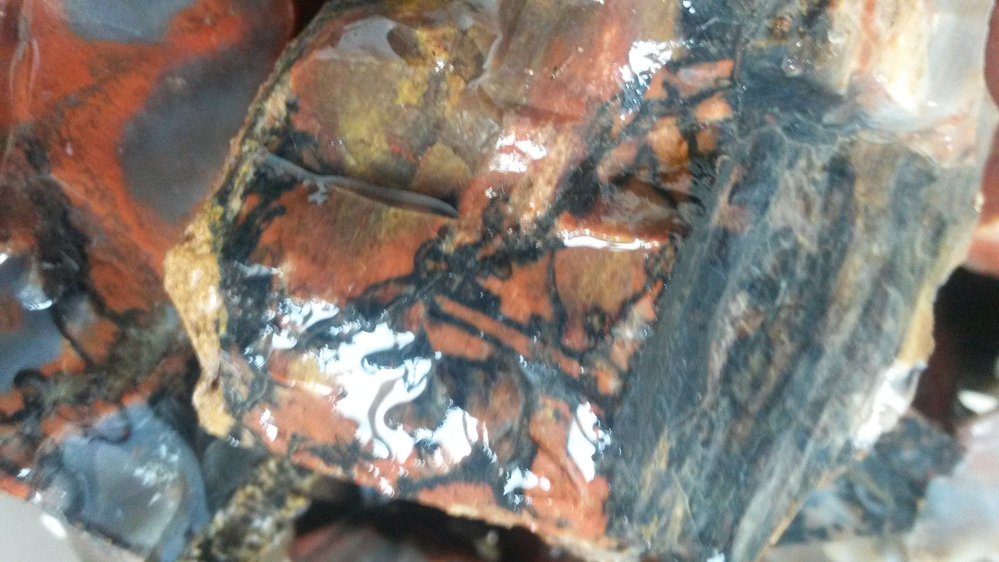 Petrified Wood: Colorful/Rainbow/Red