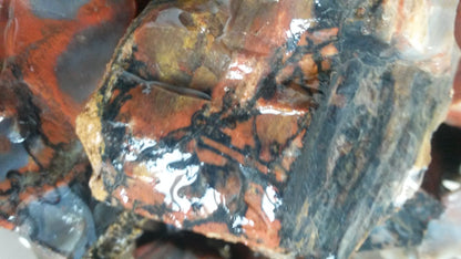 Petrified Wood: Colorful/Rainbow/Red