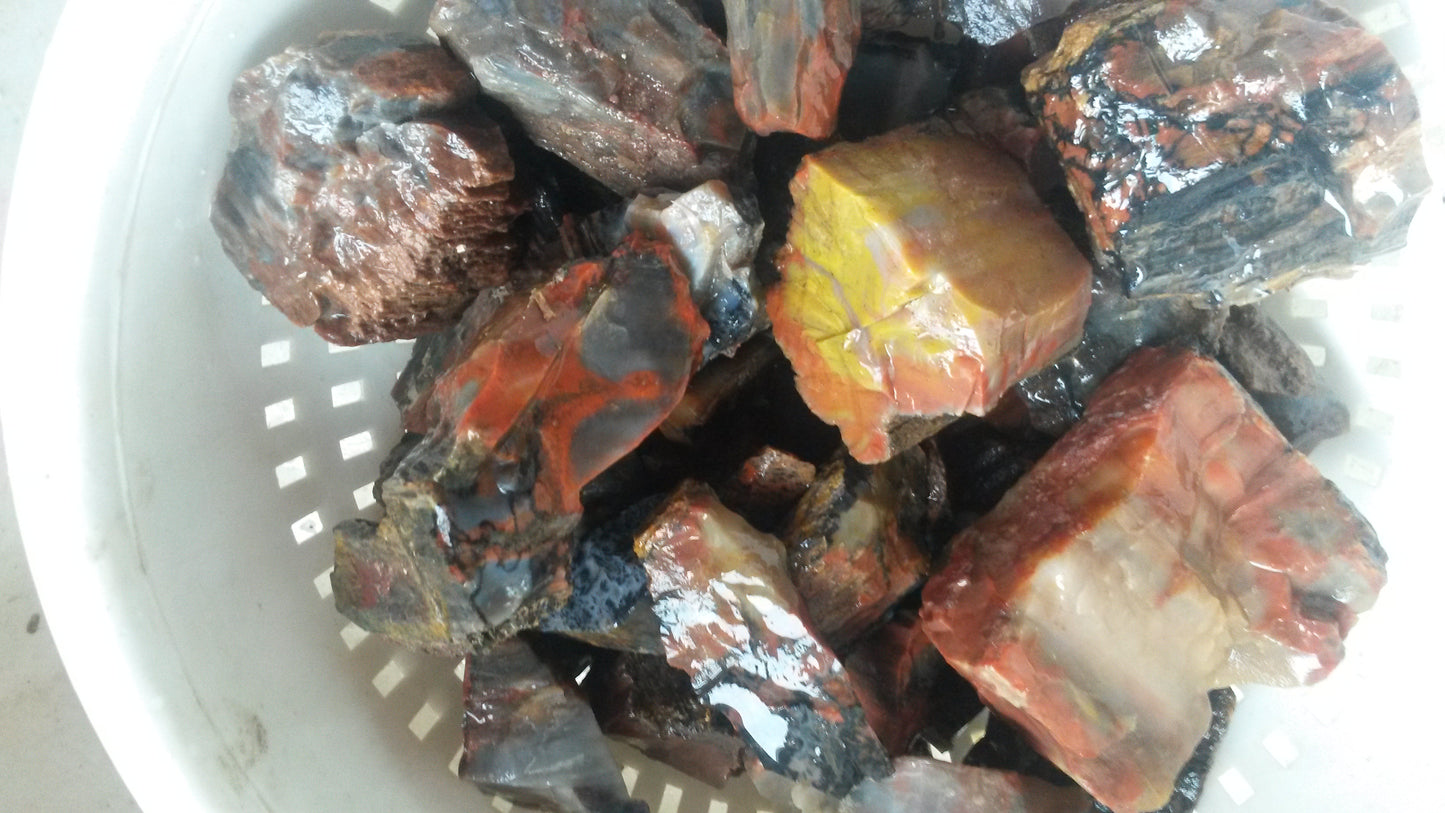 Petrified Wood: Colorful/Rainbow/Red
