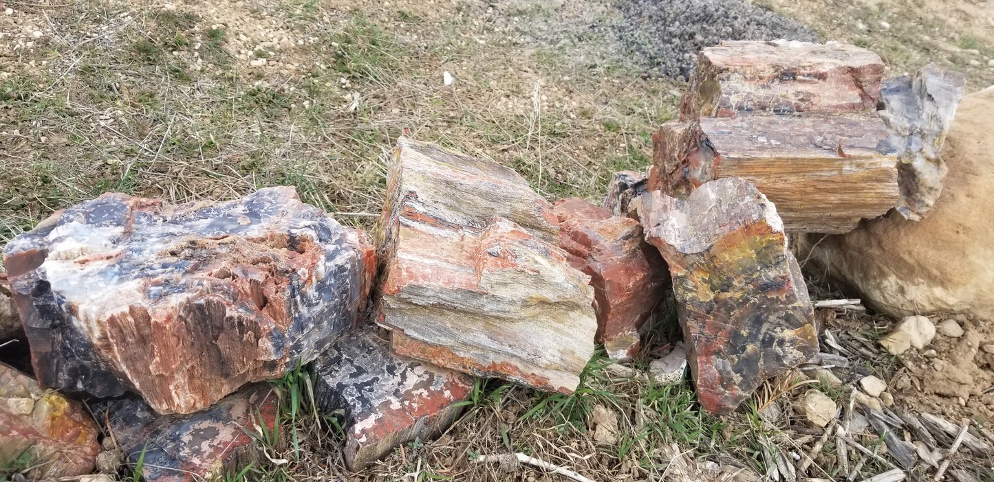 Petrified Wood: Colorful/Rainbow/Red