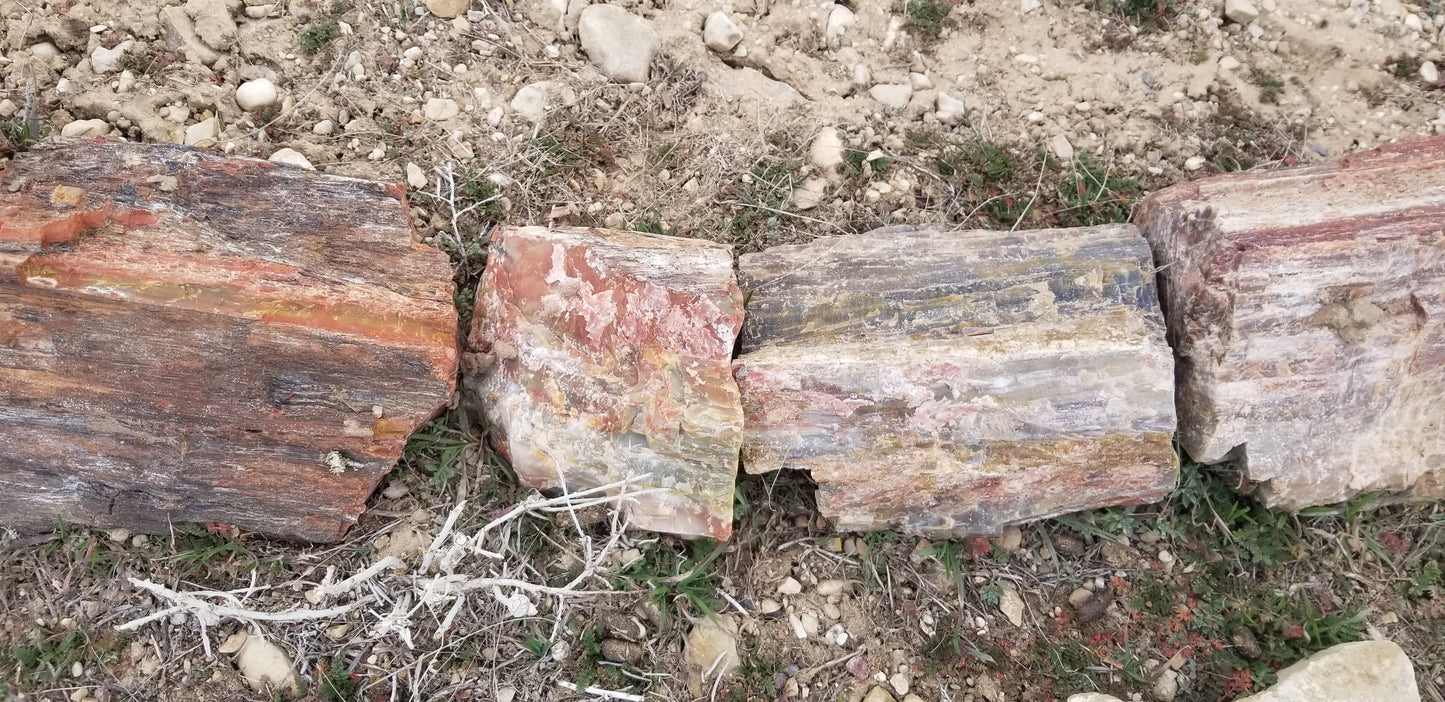Petrified Wood: Colorful/Rainbow/Red