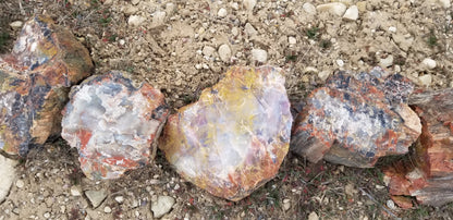 Petrified Wood: Colorful/Rainbow/Red