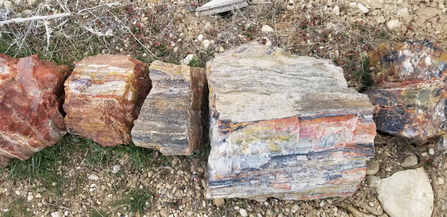 Petrified Wood: Colorful/Rainbow/Red