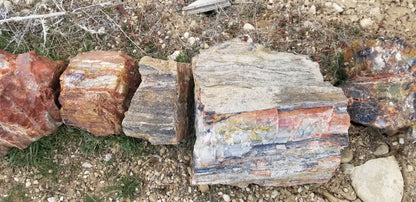 Petrified Wood: Colorful/Rainbow/Red