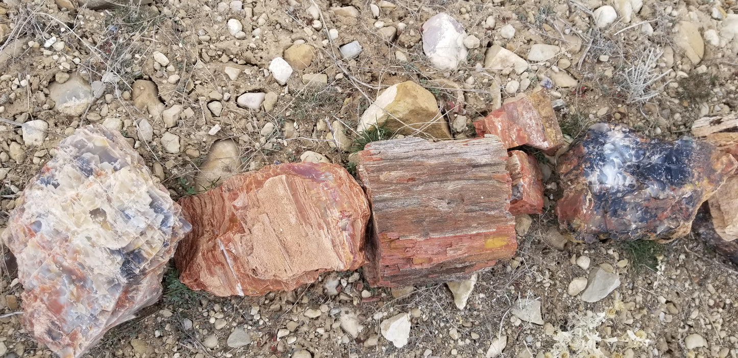 Petrified Wood: Colorful/Rainbow/Red