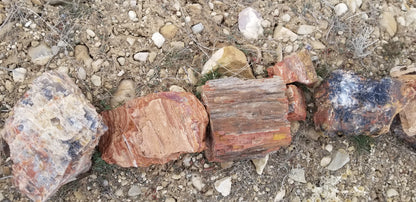 Petrified Wood: Colorful/Rainbow/Red