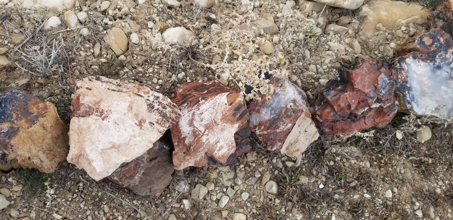 Petrified Wood: Colorful/Rainbow/Red