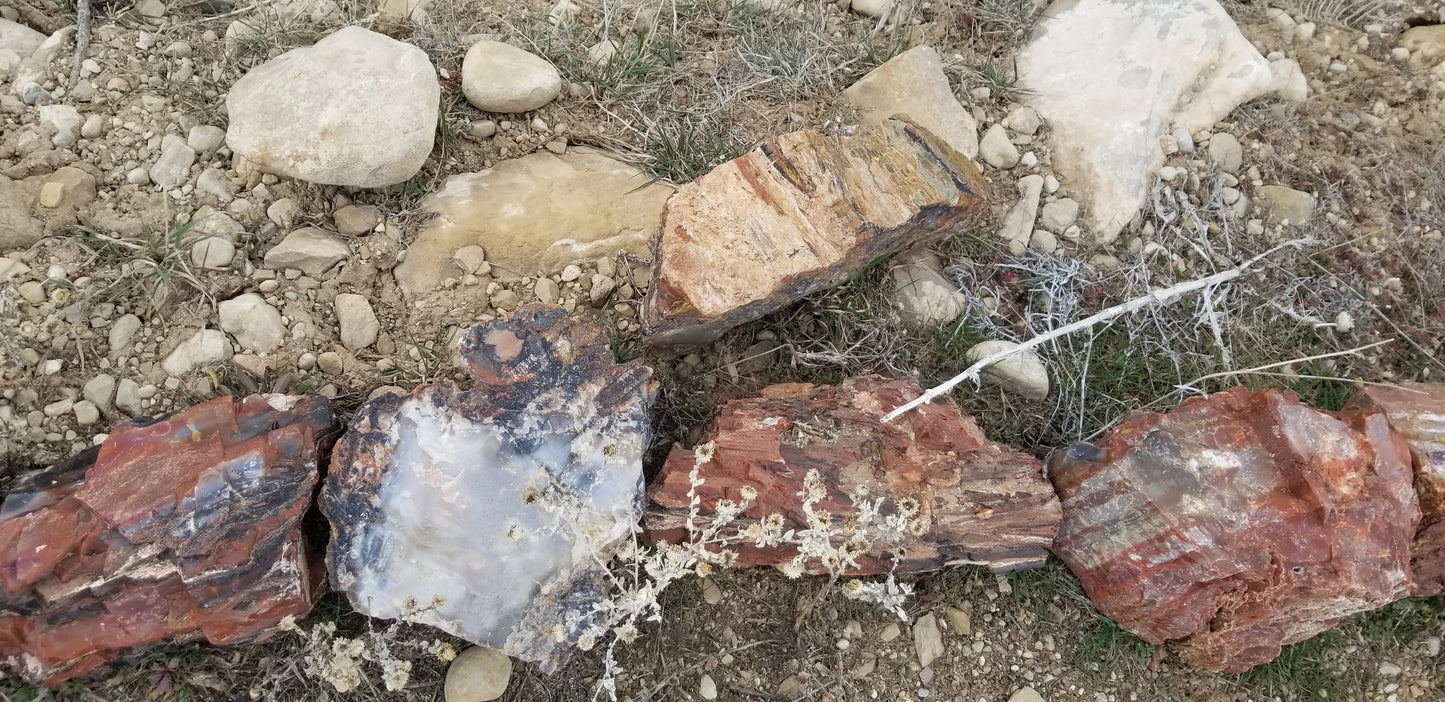 Petrified Wood: Colorful/Rainbow/Red
