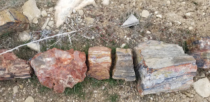 Petrified Wood: Colorful/Rainbow/Red