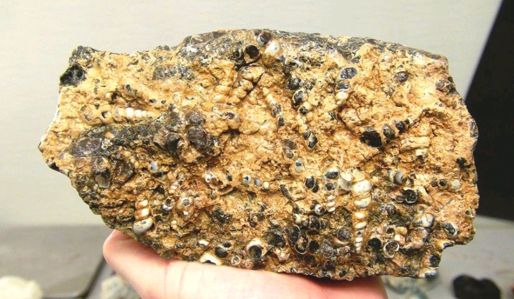 Turitella Agate