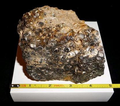Turitella Agate