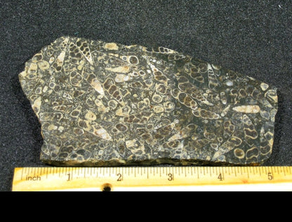 Turitella Agate