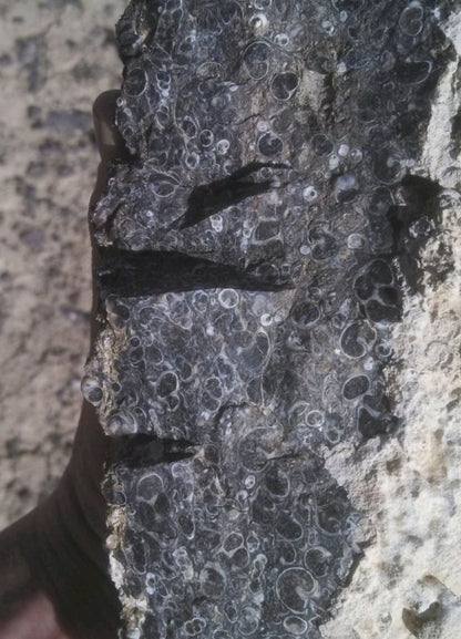 Turitella Agate