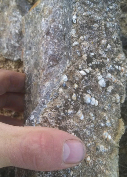 Turitella Agate