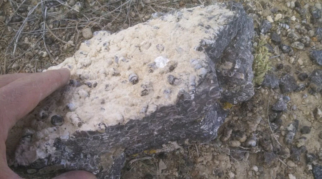Turitella Agate