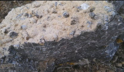 Turitella Agate