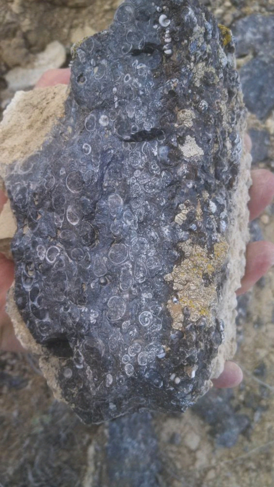 Turitella Agate