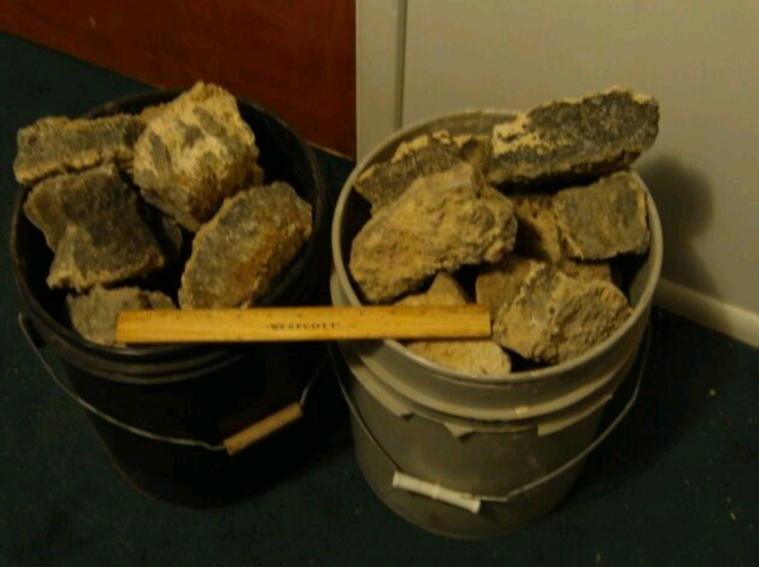 Turitella Agate