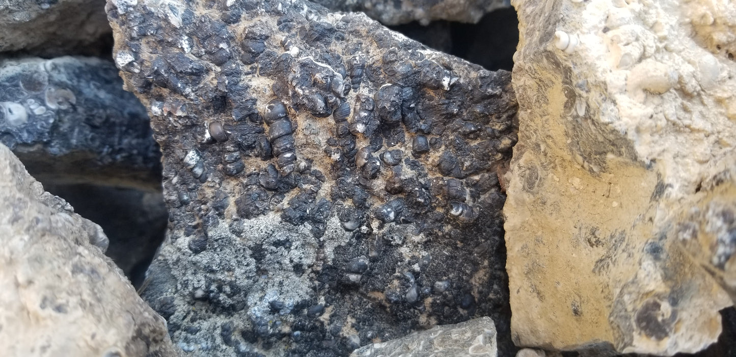 Turitella Agate