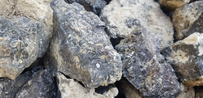 Turitella Agate