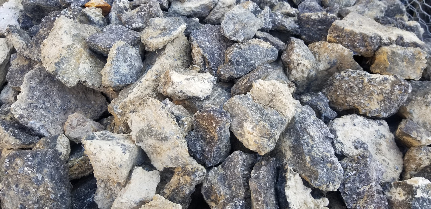 Turitella Agate