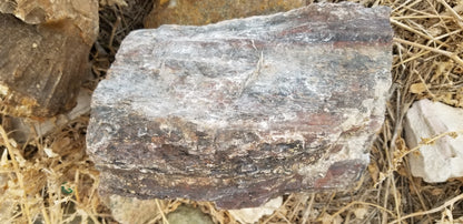 Petrified Wood: Dark