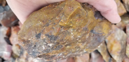 Jasper, Yellow: Canary Day