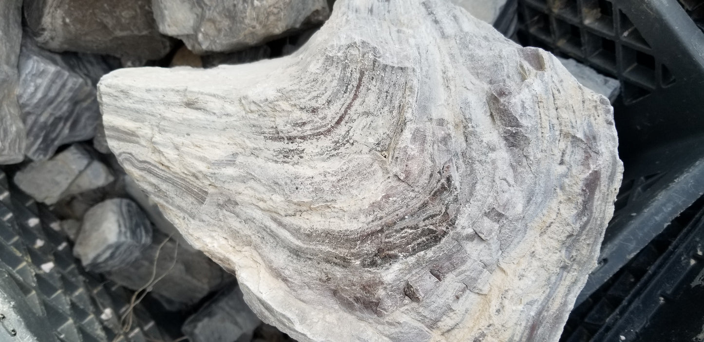 Wonderstone: Purple Banded