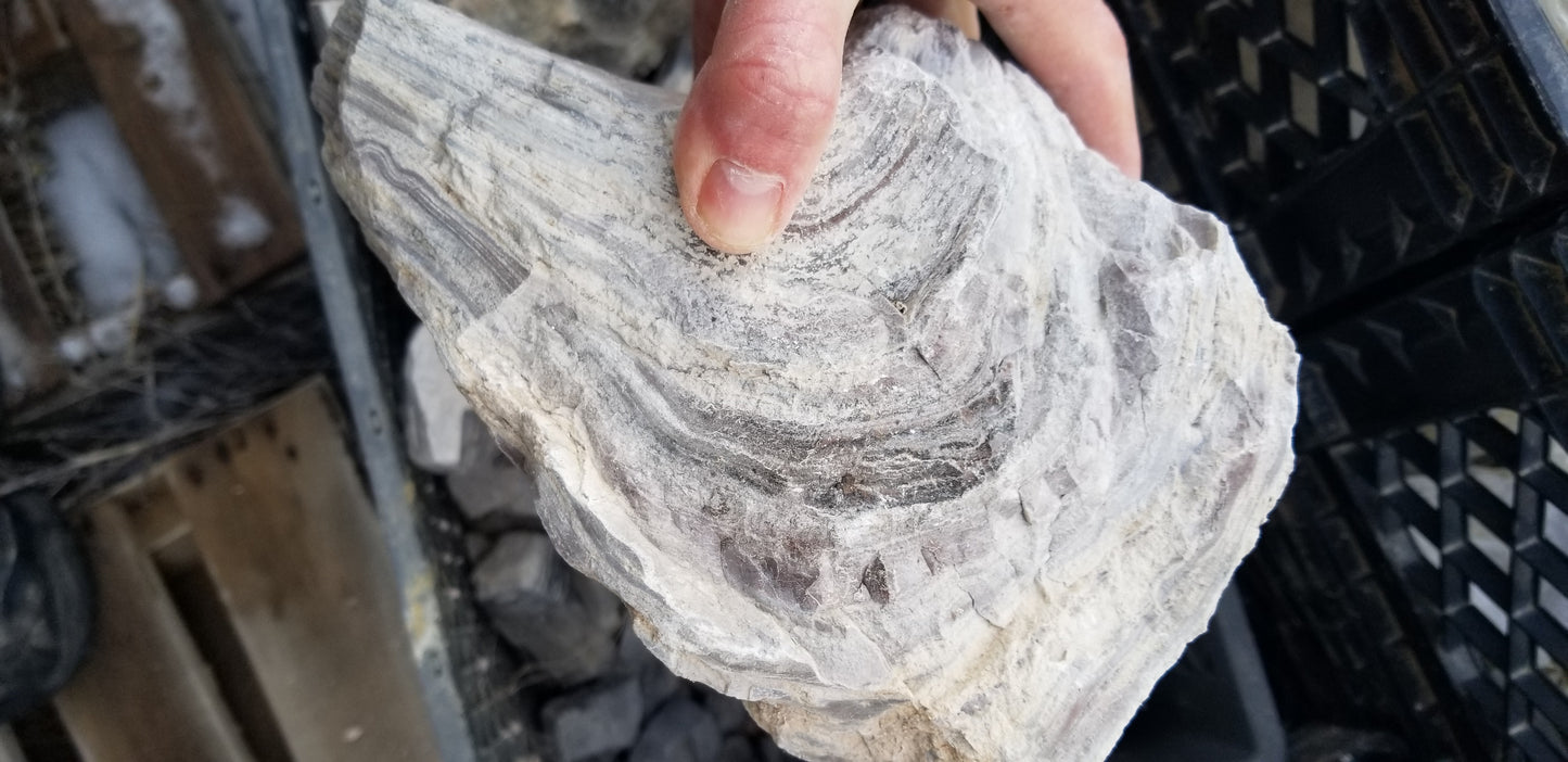 Wonderstone: Purple Banded