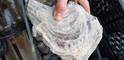 Wonderstone: Purple Banded