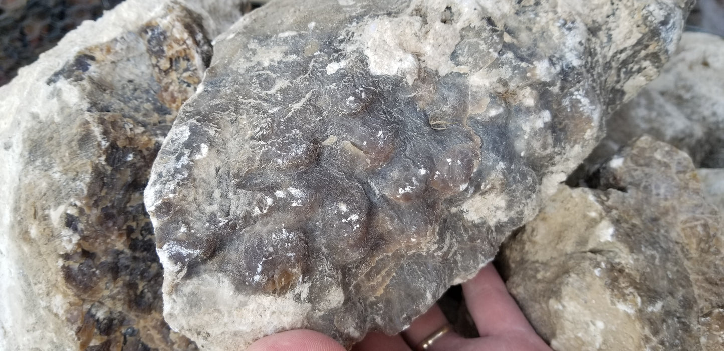 Root Beer Onyx w/ Aragonite