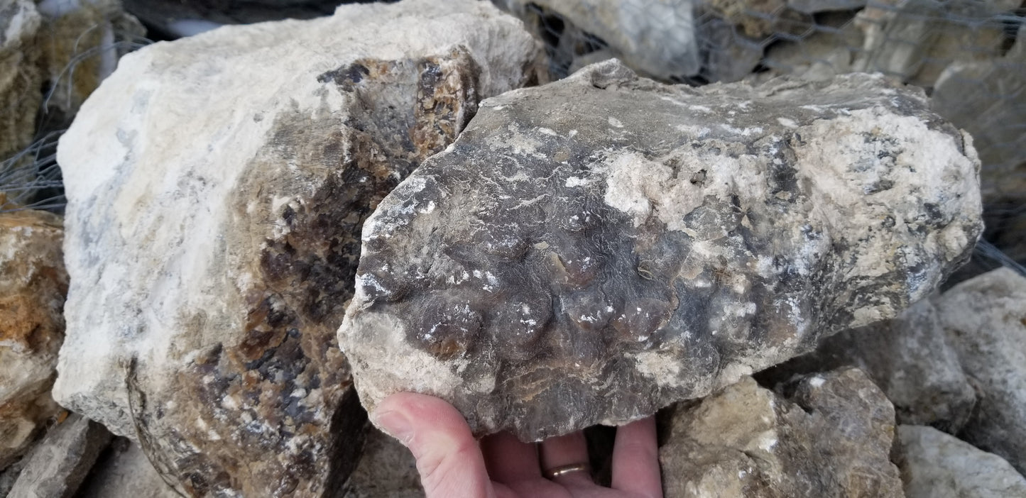 Root Beer Onyx w/ Aragonite