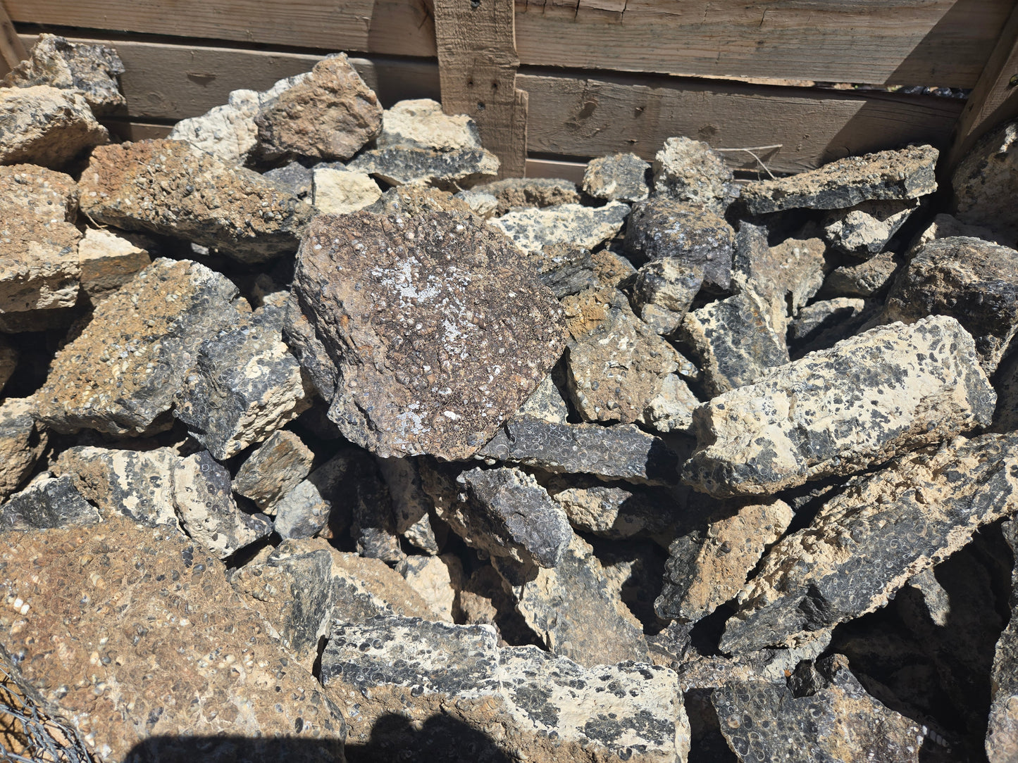 Turitella Agate