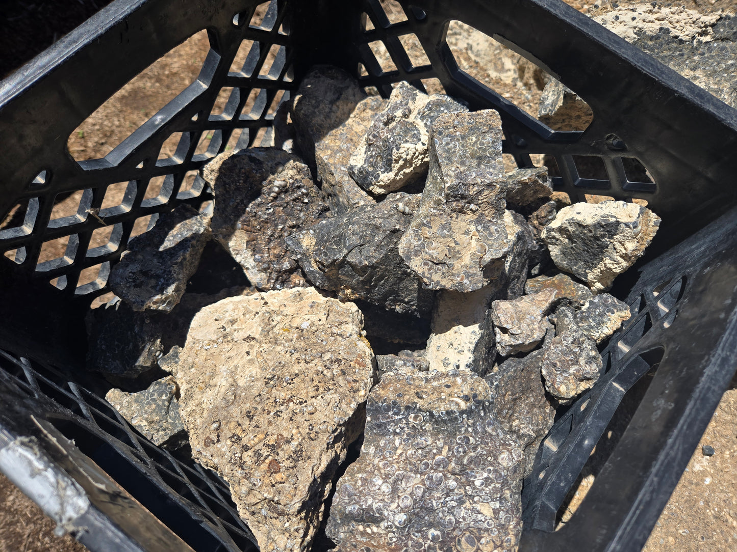Turitella Agate